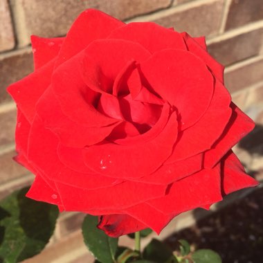 Rose (Species)