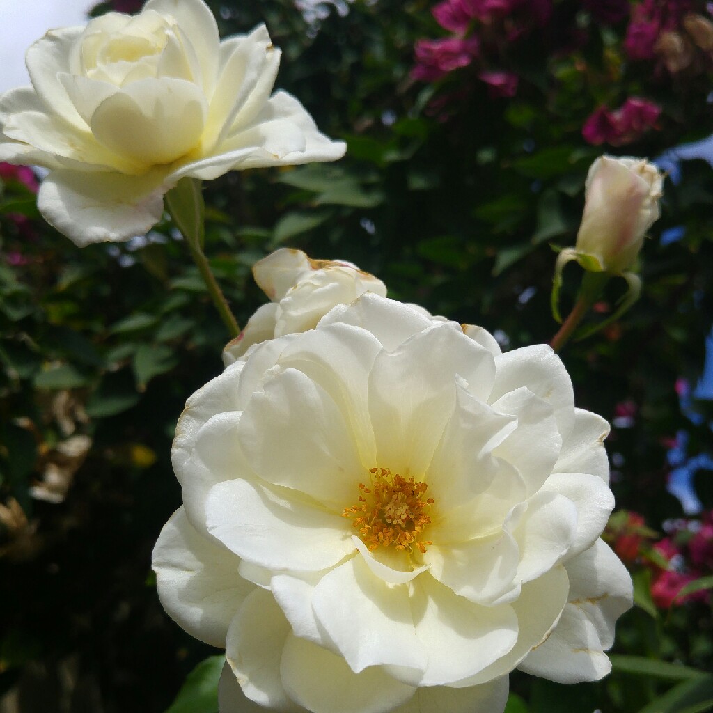 plant image 49541
