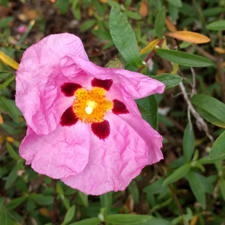 plant image 410560