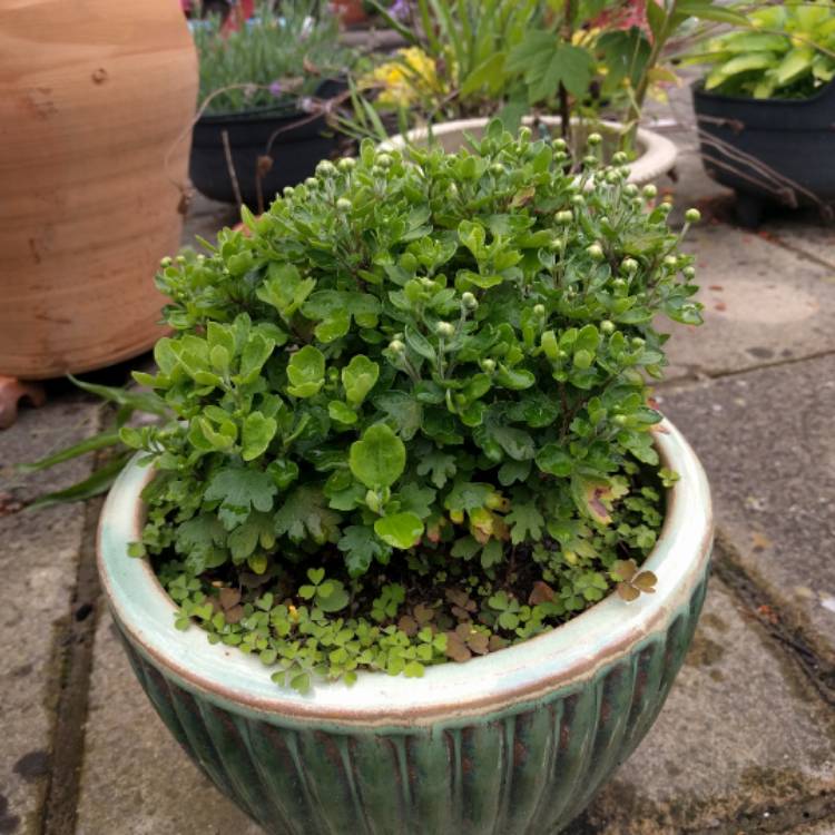 plant image 495743