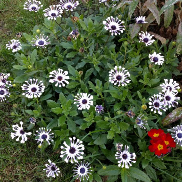 plant image 871432