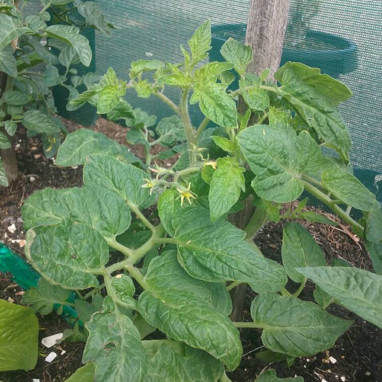 plant image 255054