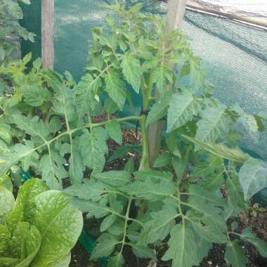 Solanum lycopersicum  syn. Lycopersicon lycopersicum