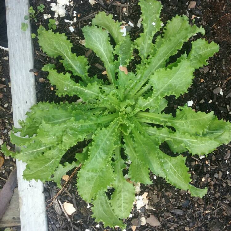 Plant image Cichorium Endivia