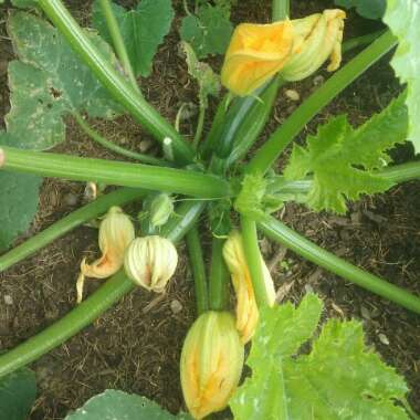 Courgette 'Black Beauty'