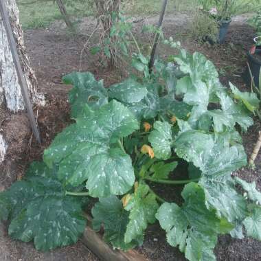 Courgette 'Black Beauty'