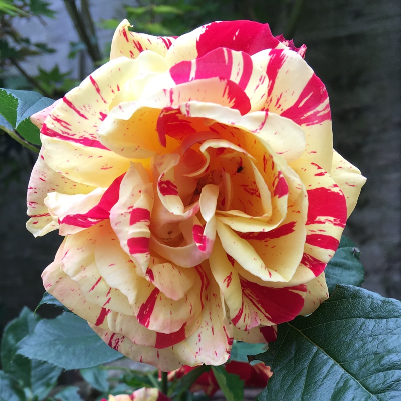 Plant image Rosa 'Guescolour' syn. Rosa 'Brush-Strokes', Rosa 'Brushstrokes', Rosa 'Brush Strokes'