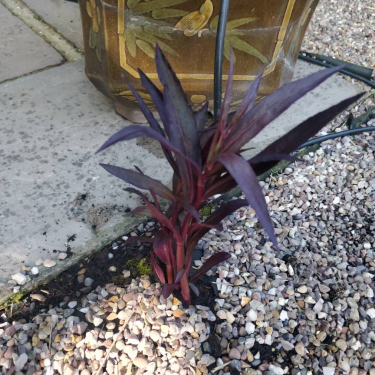 Plant image Lobelia x speciosa 'Russian Princess'