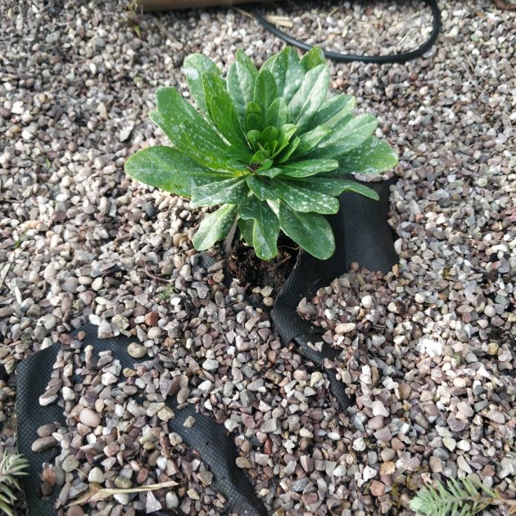 plant image 1349508