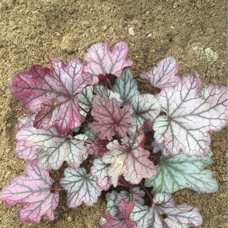 Plant image Heuchera 'Cinnamon Curls'