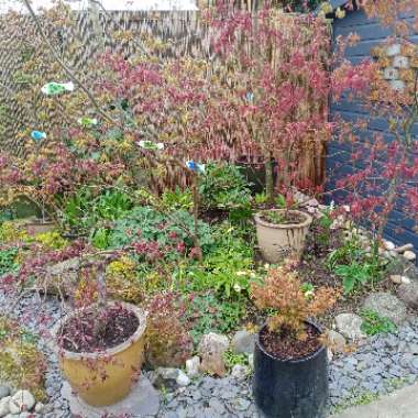Nigel 's garden