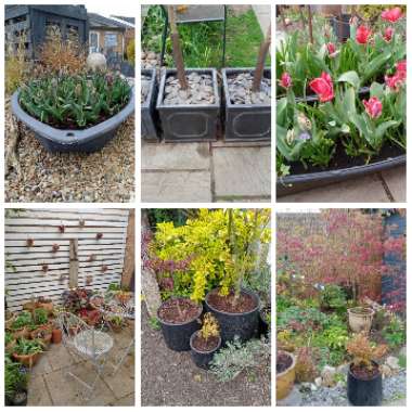 Nigel 's garden