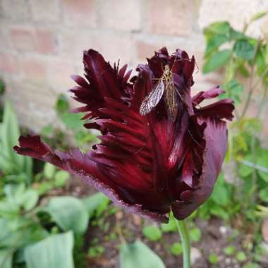 Nigel 's garden