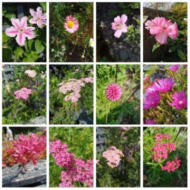 Nigel 's garden