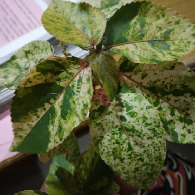 Plant image Acalypha wilkesiana