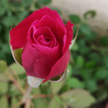 Nishee's garden