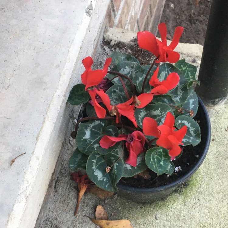 Plant image Begonia 'Solenia Orange'
