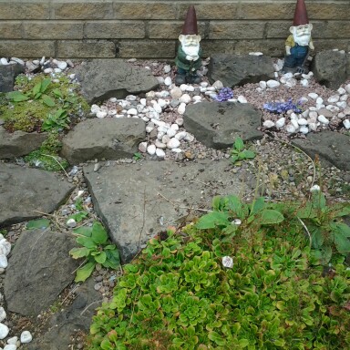 Nicole's garden