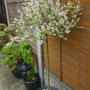 Nicole's garden