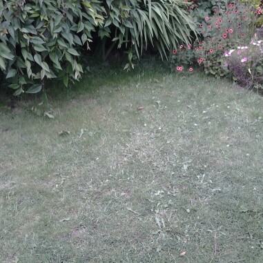Nicole's garden