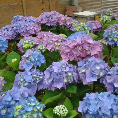 Nicole's garden