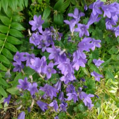 Nicole's garden
