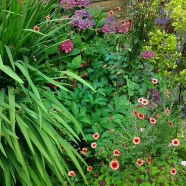 Nicole's garden