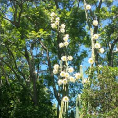 Trichocereus pachanoi syn. Echinopsis pachano