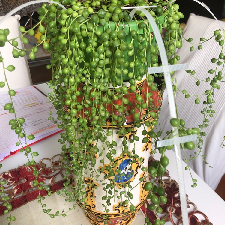 plant image 1019831