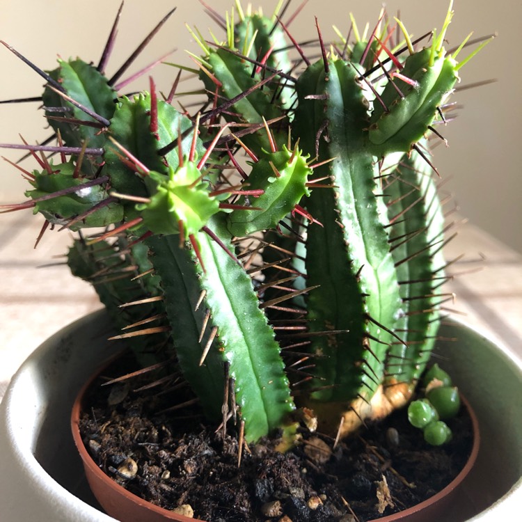 Plant image Euphorbia enopla