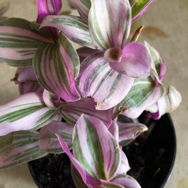 Silver Inch Plant