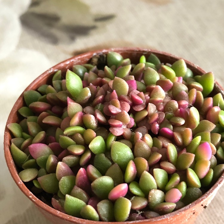 plant image 1522773