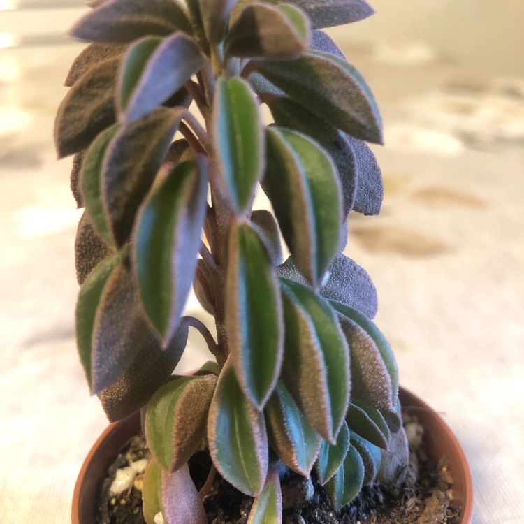 plant image 1545068