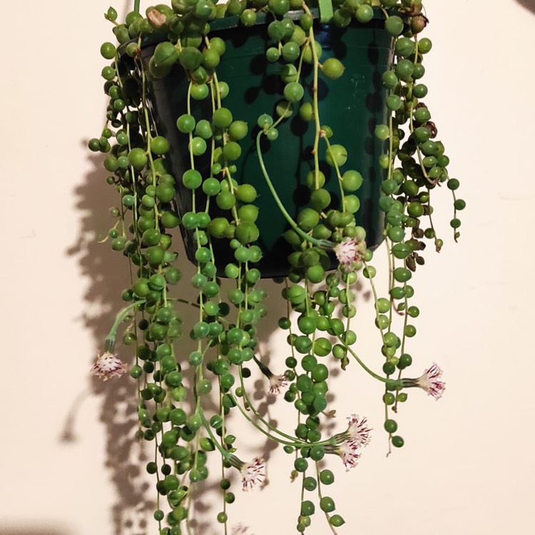 plant image 1558100