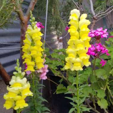 Antirrhinum