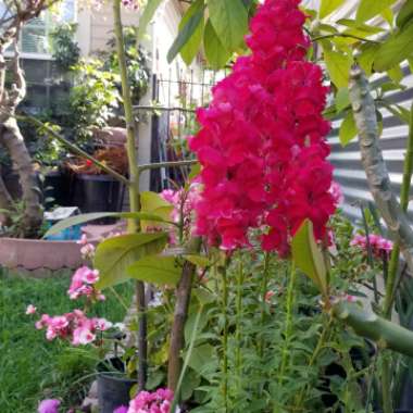 Antirrhinum
