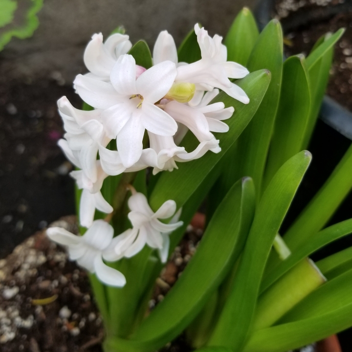 plant image 1004688