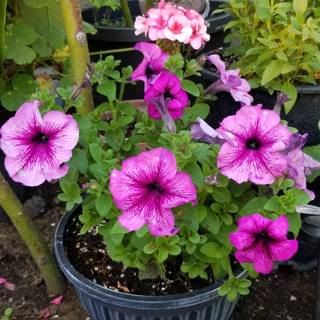 Plant image Petunia Fanfare 'Creme de Cassis'