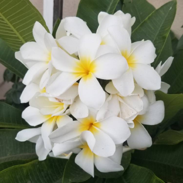 plant image 1109286