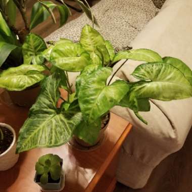 Syngonium podophyllum 'White Butterfly'