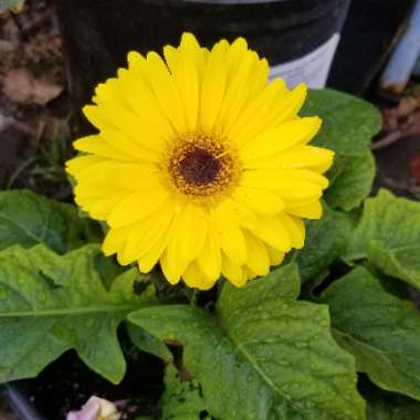 Gerbera