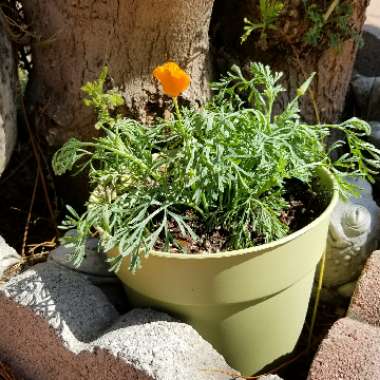 Eschscholzia californica 'Orange King'