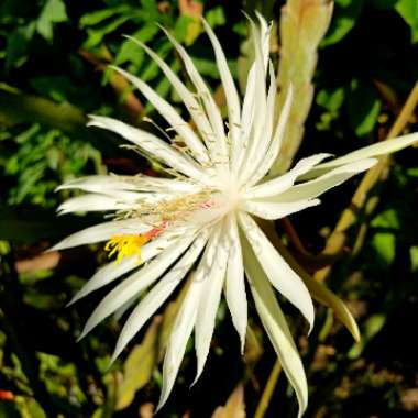 Hylocereus undatus