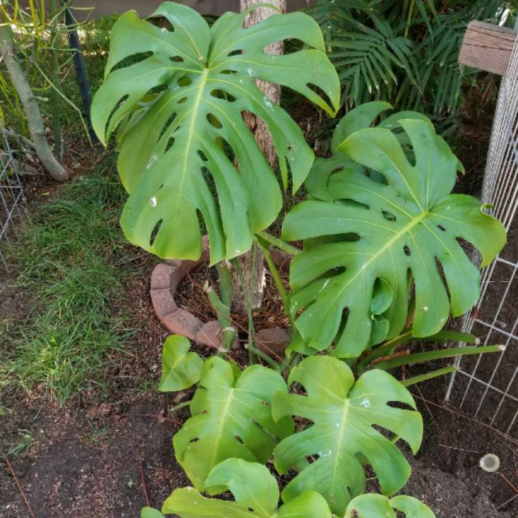 plant image 690835 plant image 690835