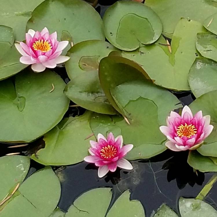 plant image 703672