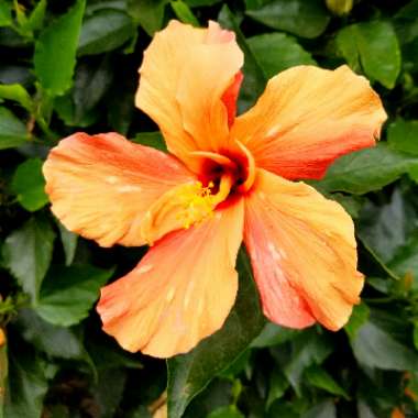 Hibiscus rosa-sinensis