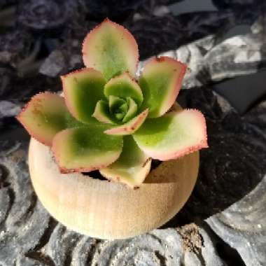 Aeonium Haworthii Dreamcolour