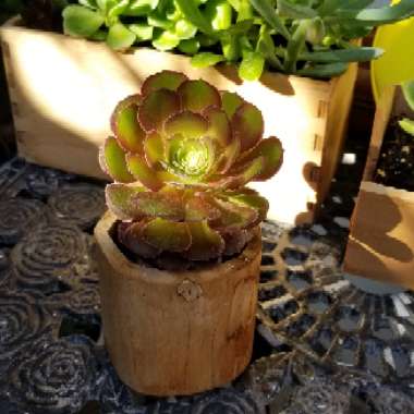 Aeonium Haworthii Dreamcolour