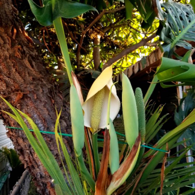 plant image 827844 plant image 827844