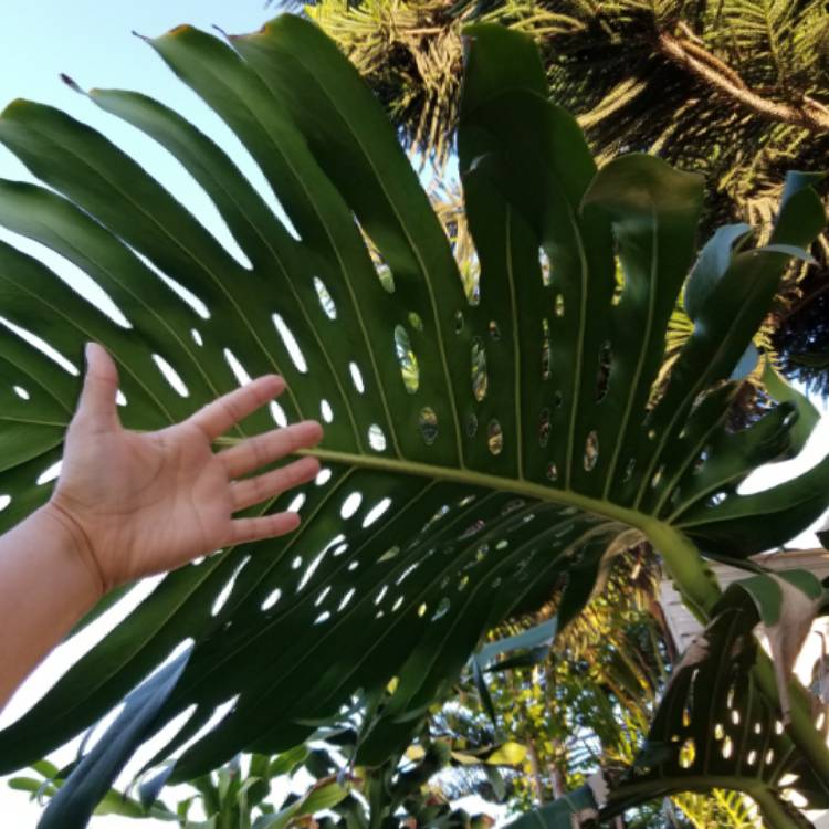plant image 827845 plant image 827845